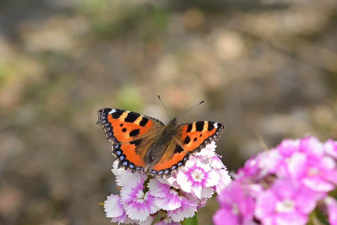 gradina mica