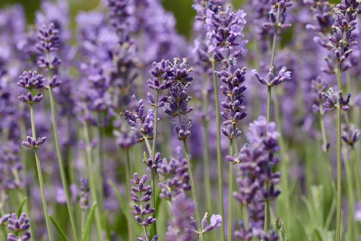 lavanda