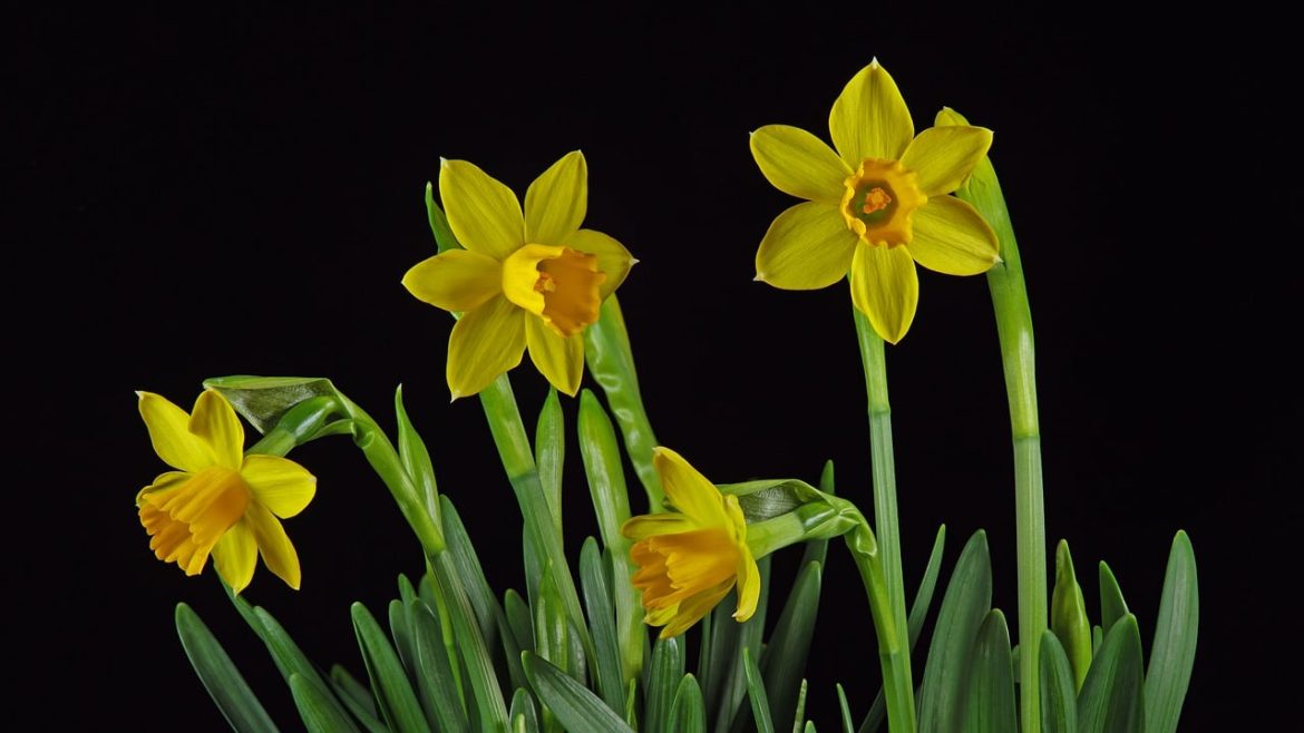 cand se planteaza lalelele si narcisele