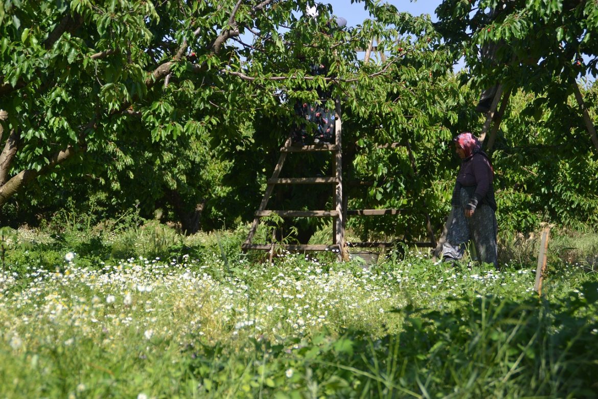 plante perene de gradina