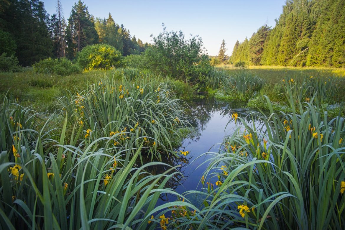 10 plante perene care infloresc toata vara