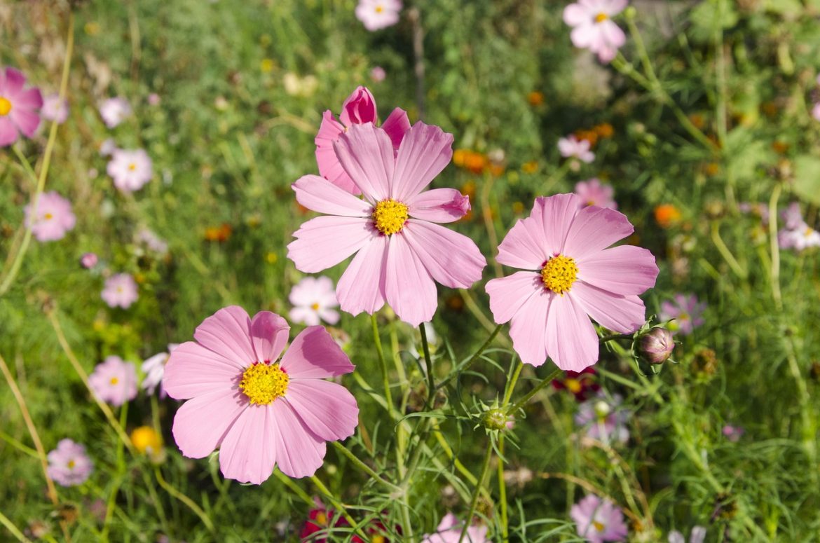 plante perene de gradina cu flori parfumate