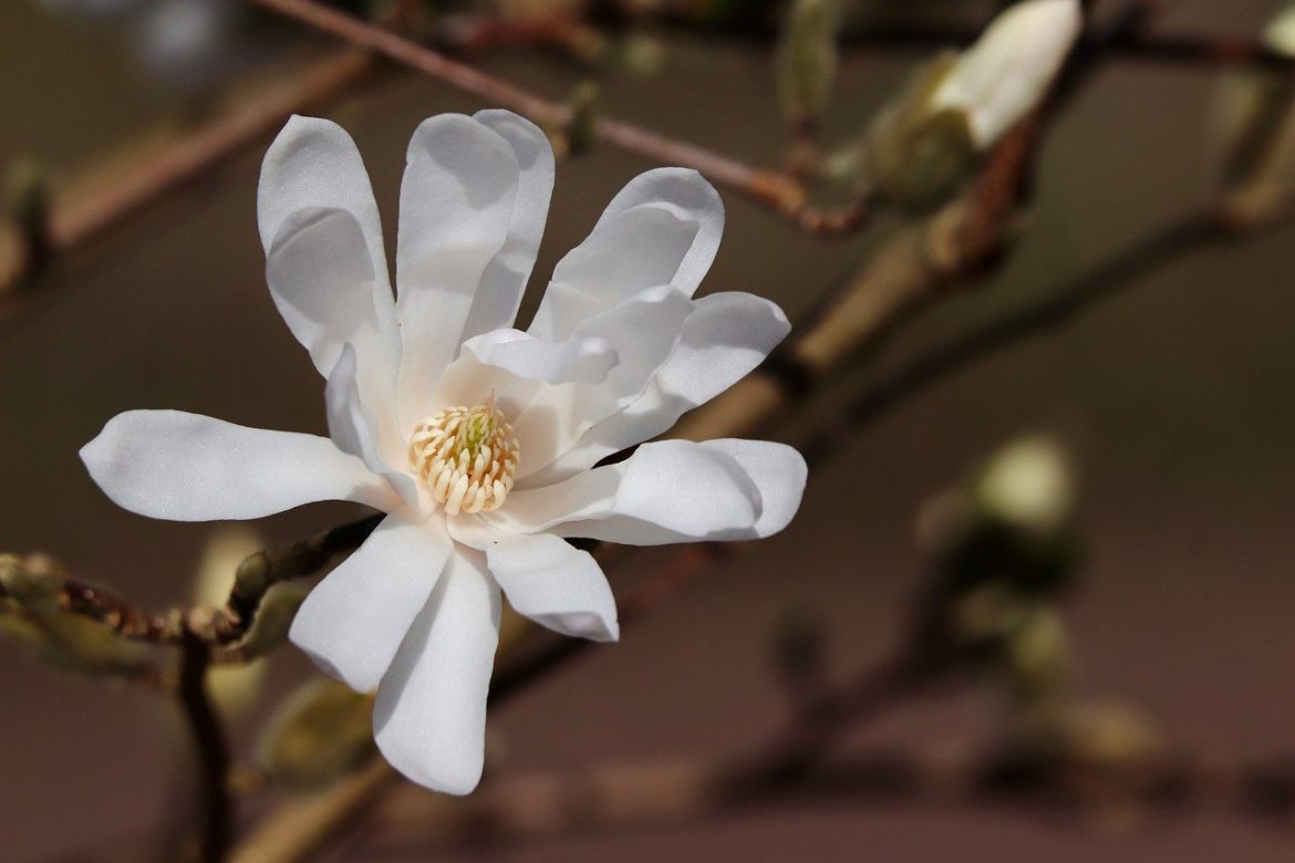 in ce luna se planteaza magnolia