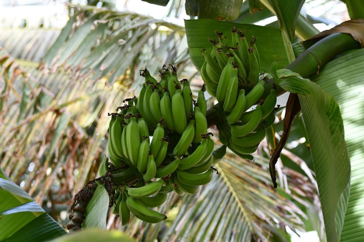 ce inseamna planta perena