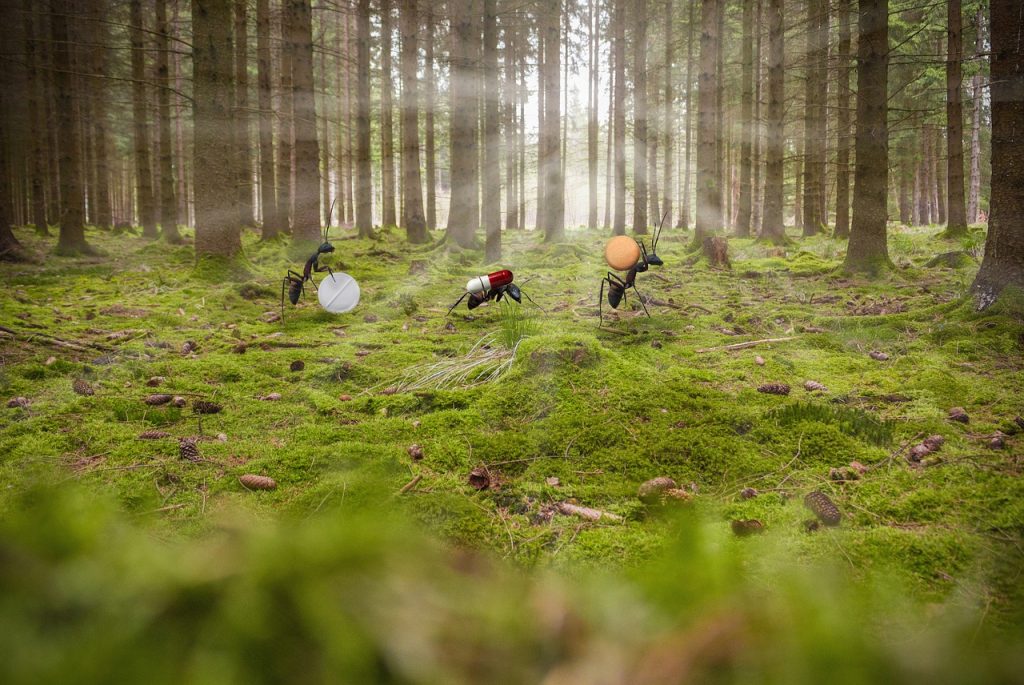 ce inseamna furnici in casa