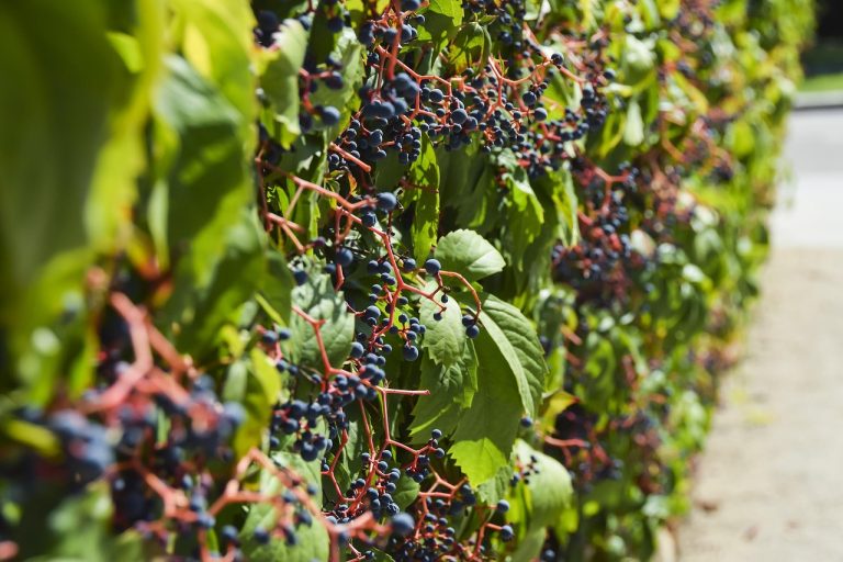 soiuri de vita de vie care nu se stropesc