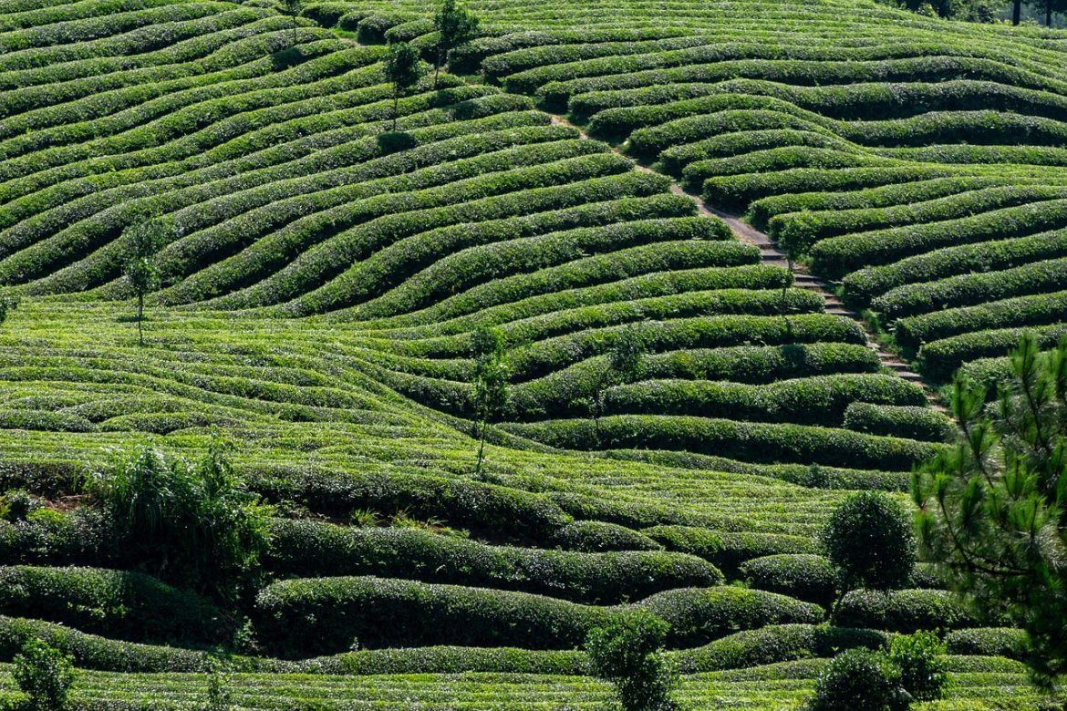 soiuri de prune pentru tuica