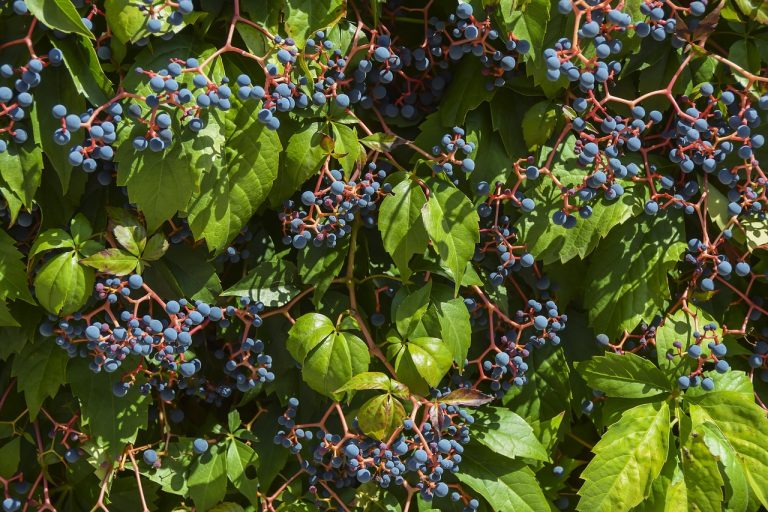 soiuri de vita de vie