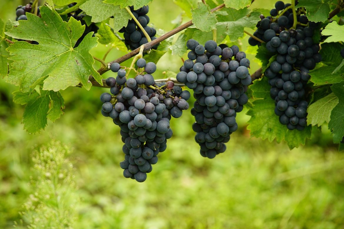 soiuri de struguri negrii pentru vin