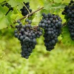 soiuri de struguri negrii pentru vin