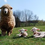 la ce inaltime se monteaza bateria de dus