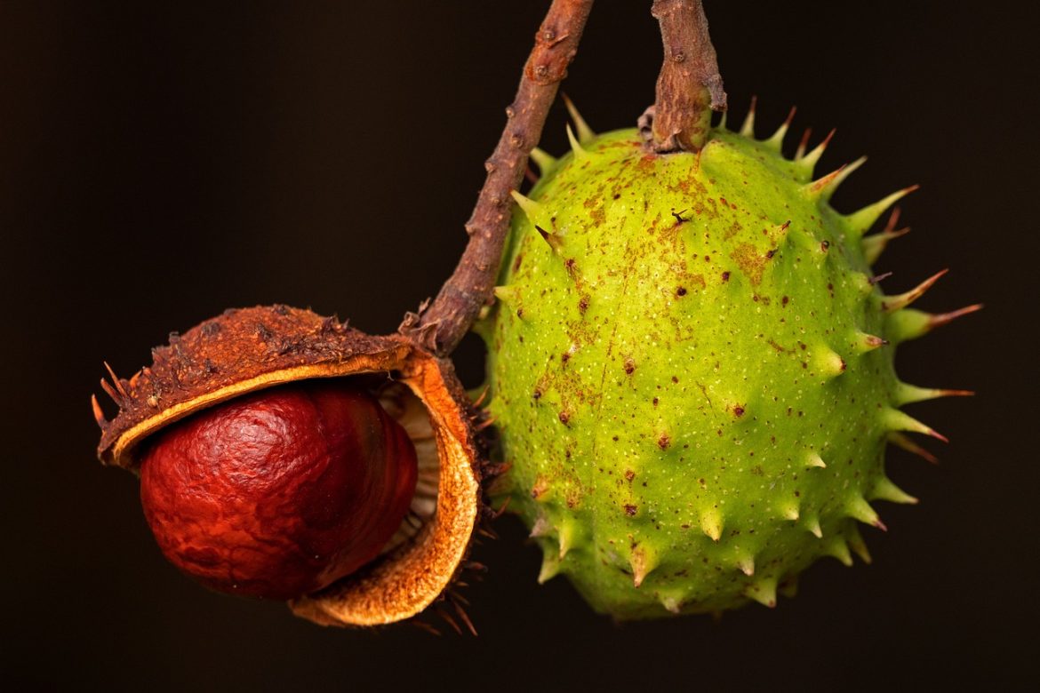 cum se curata pomii fructiferi