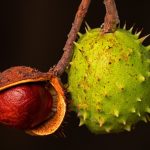 cum se curata pomii fructiferi