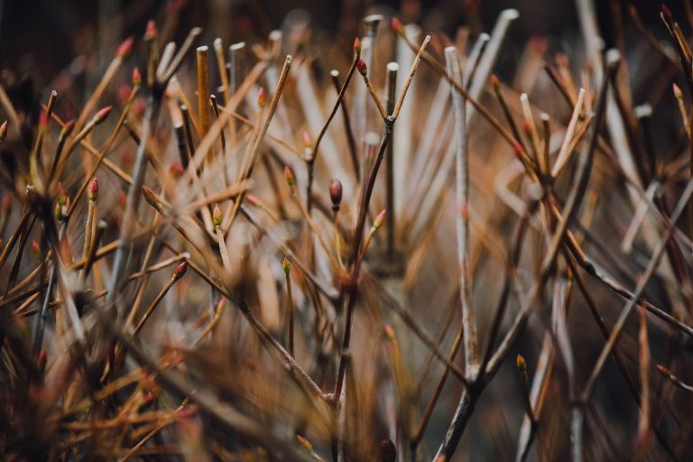 soiuri de ardei capia