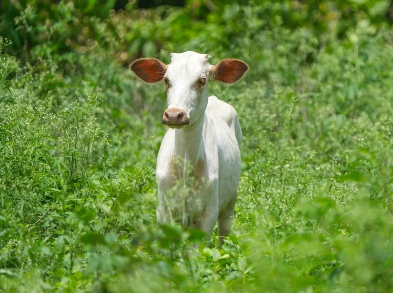 cate kg are un vitel de 4 luni