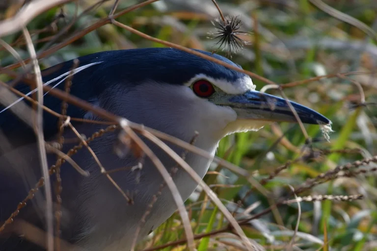 cat traieste un iepure