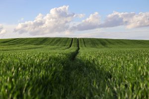 cate soiuri de mere exista