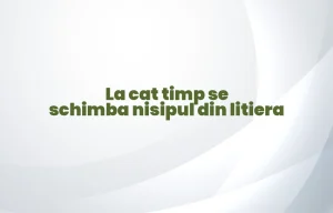 la cat timp se schimba nisipul din litiera