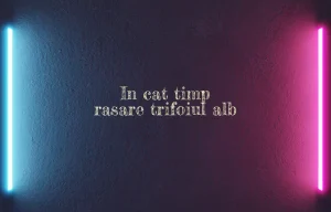 in cat timp rasare trifoiul alb