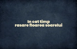 in cat timp rasare floarea soarelui