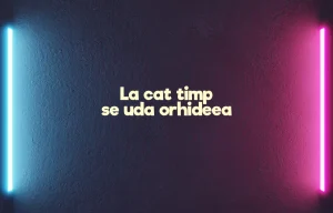 la cat timp se uda orhideea