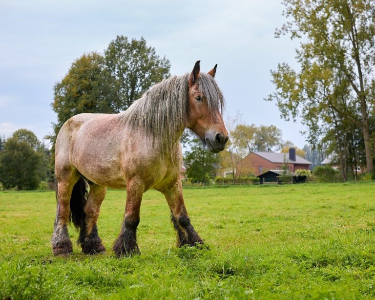 cat mananca o vaca pe zi