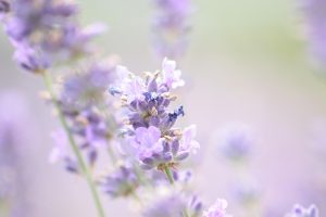 ingrijire lavanda curte