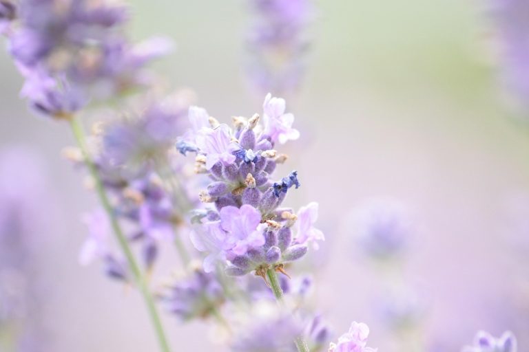ingrijire lavanda curte