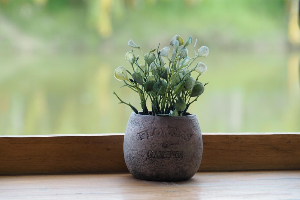 orhidee ingrijire dupa caderea florilor