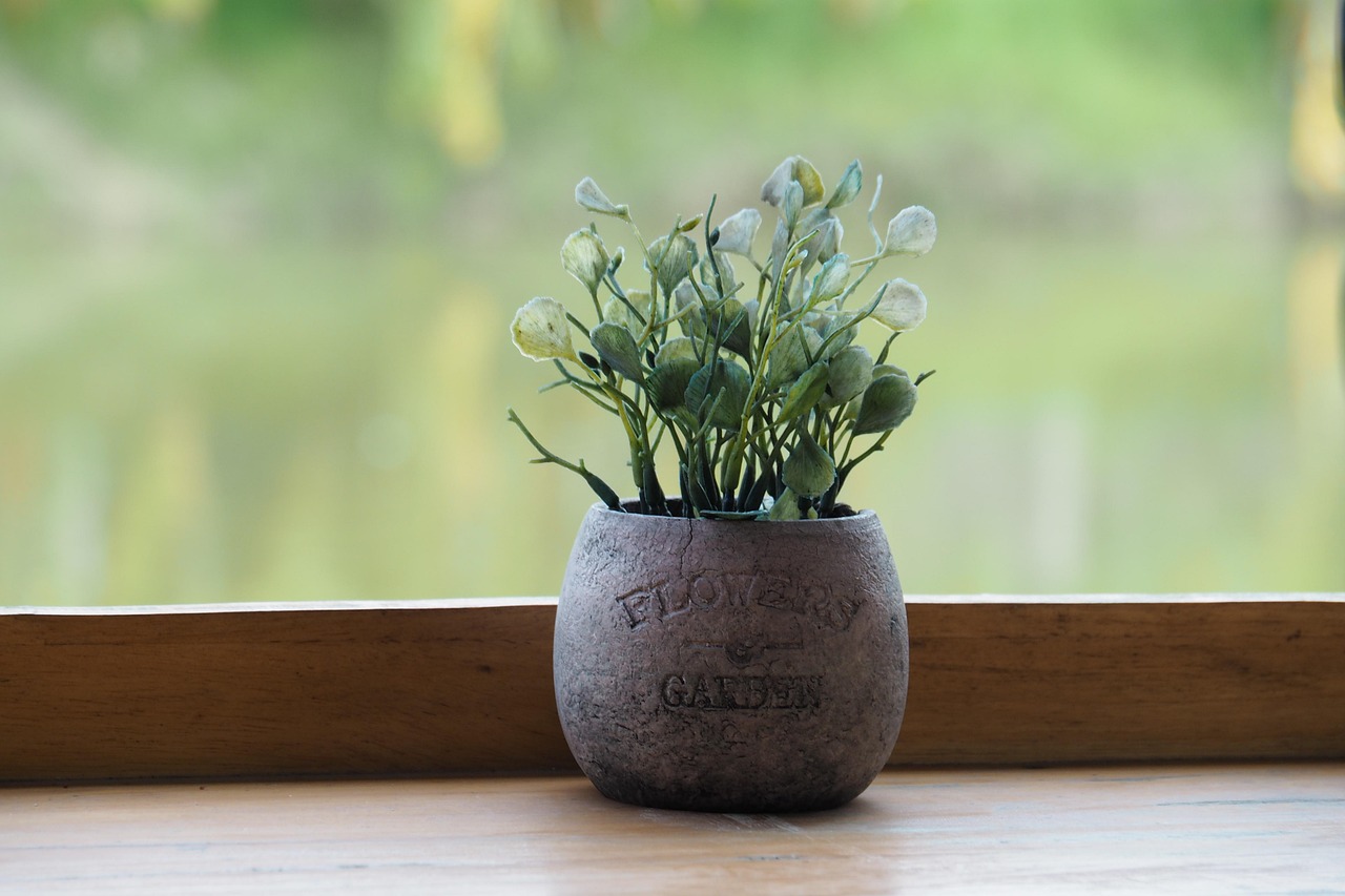 orhidee ingrijire dupa caderea florilor