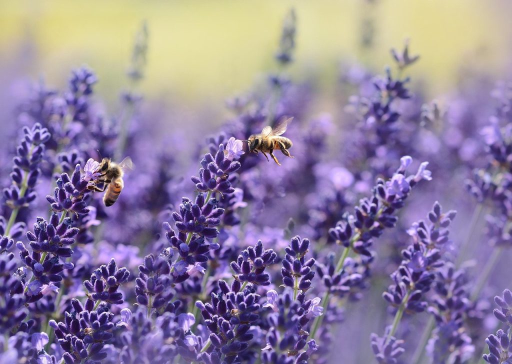 lavanda beneficii