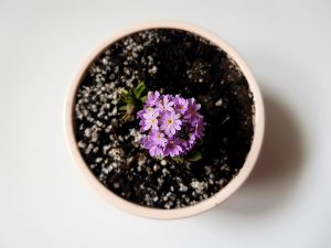 ingrijire orhidee uscata