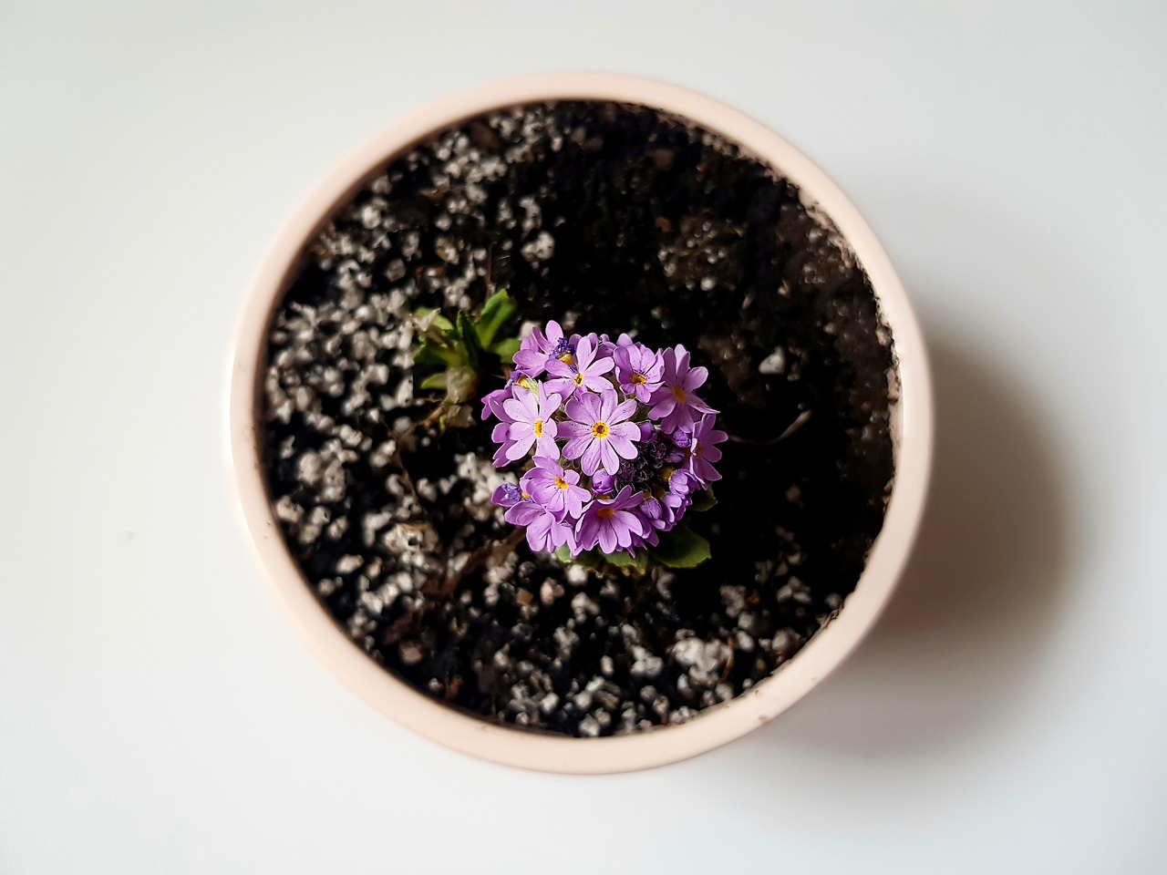 ingrijire orhidee uscata