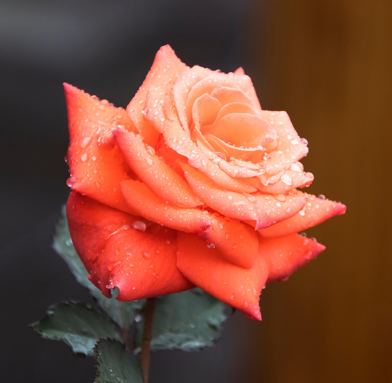 schema tratament trandafiri