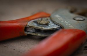 cum se tunde lavanda