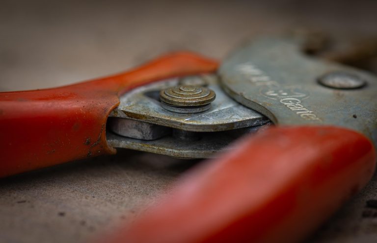 cum se tunde lavanda