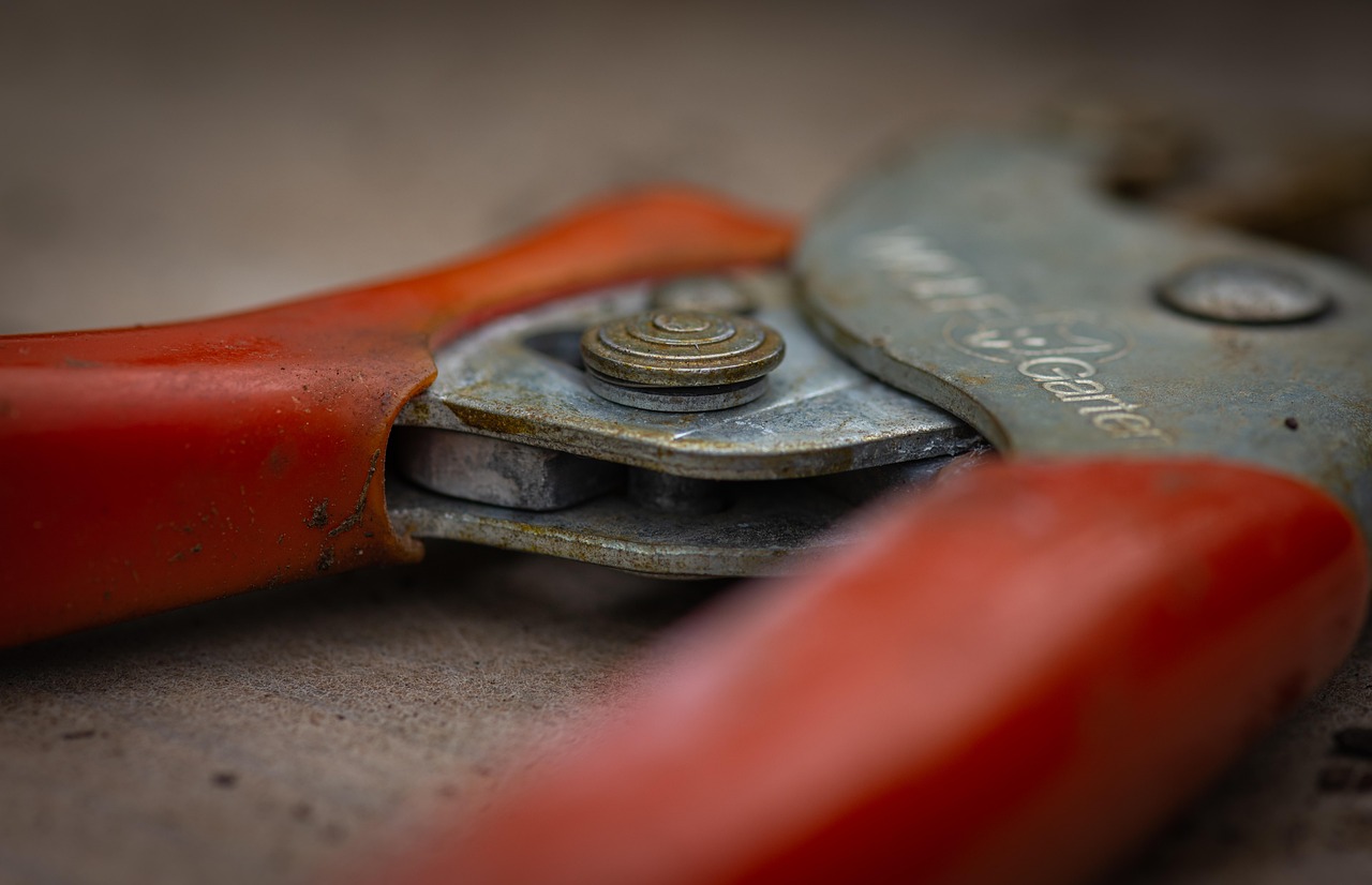 cum se tunde lavanda