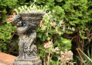 orhidee ingrijire cu usturoi