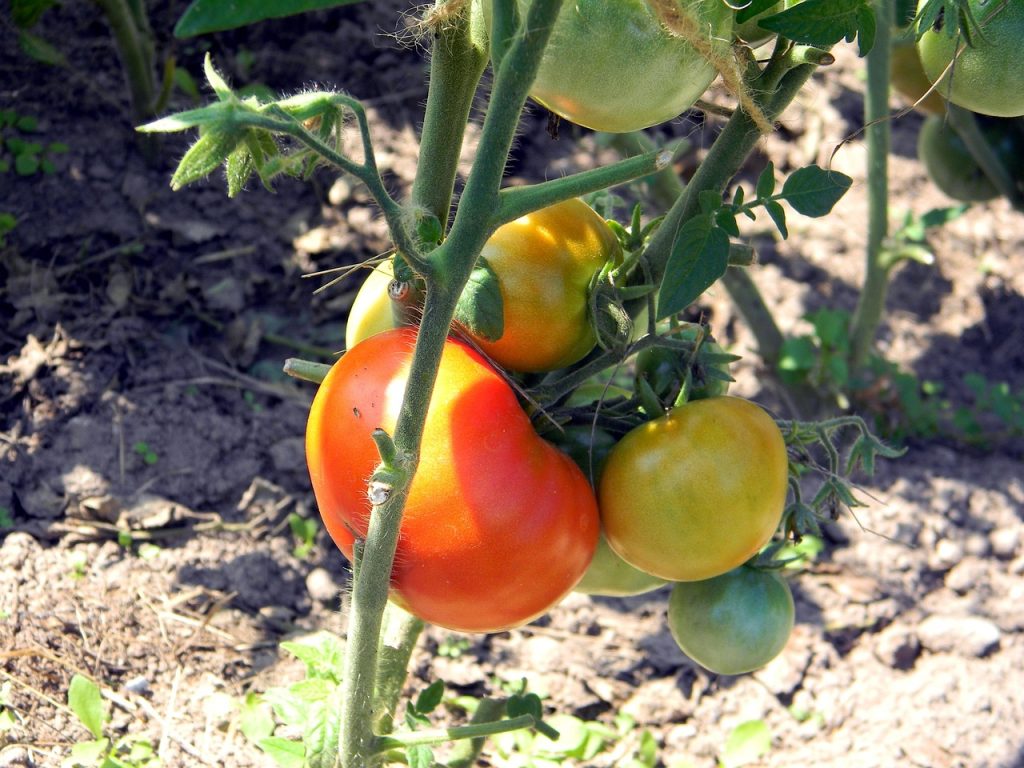 plantarea rosiilor in solar cu folie