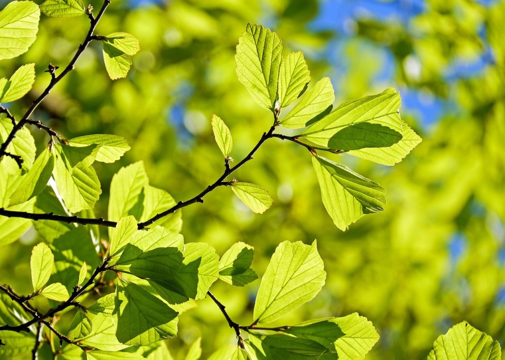la ce distanta de casa se planteaza paulownia