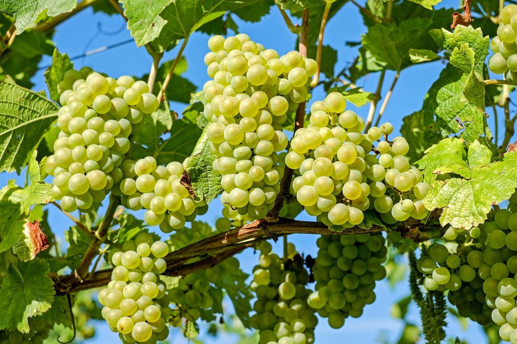 cand se planteaza vita de vie pentru bolta