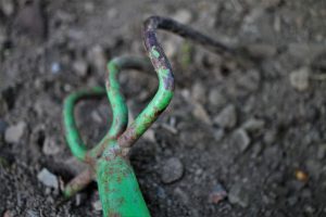 la ce distanta se planteaza ardeii