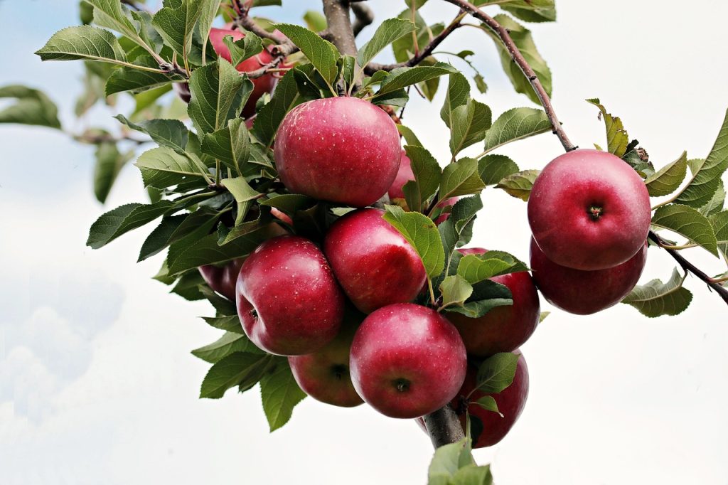 la ce distanta se planteaza pomii fructiferi