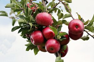 la ce distanta se planteaza pomii fructiferi
