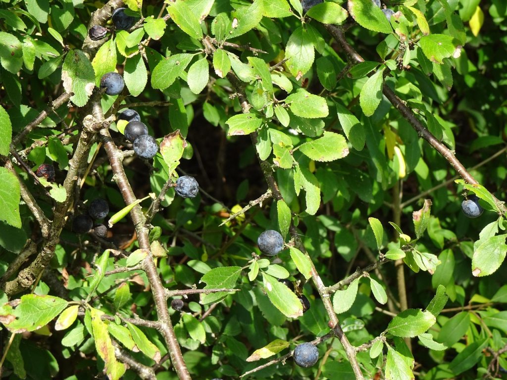 plantarea capsunilor toamna