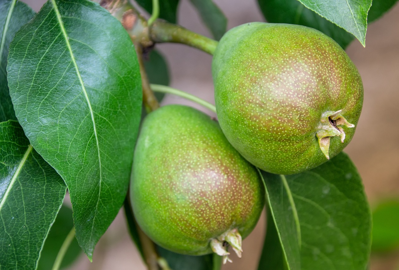 dezinfectarea solului bio