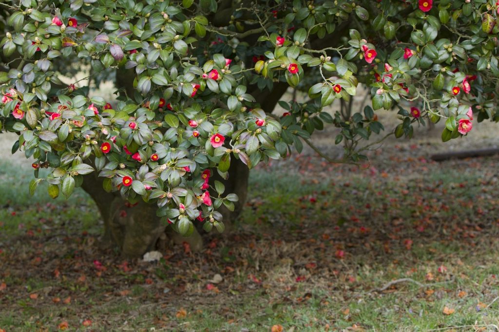 la ce temperatura rezista camelia