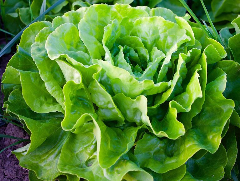 cand se planteaza salata verde in gradina