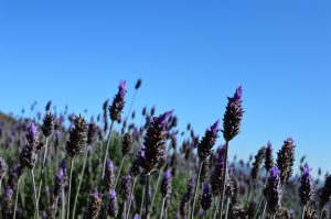 cand se planteaza lavanda primavara