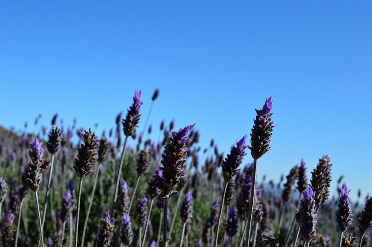 cand se planteaza lavanda primavara